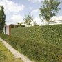 Hedera helix 'Woerner' (kant en klaar haag)